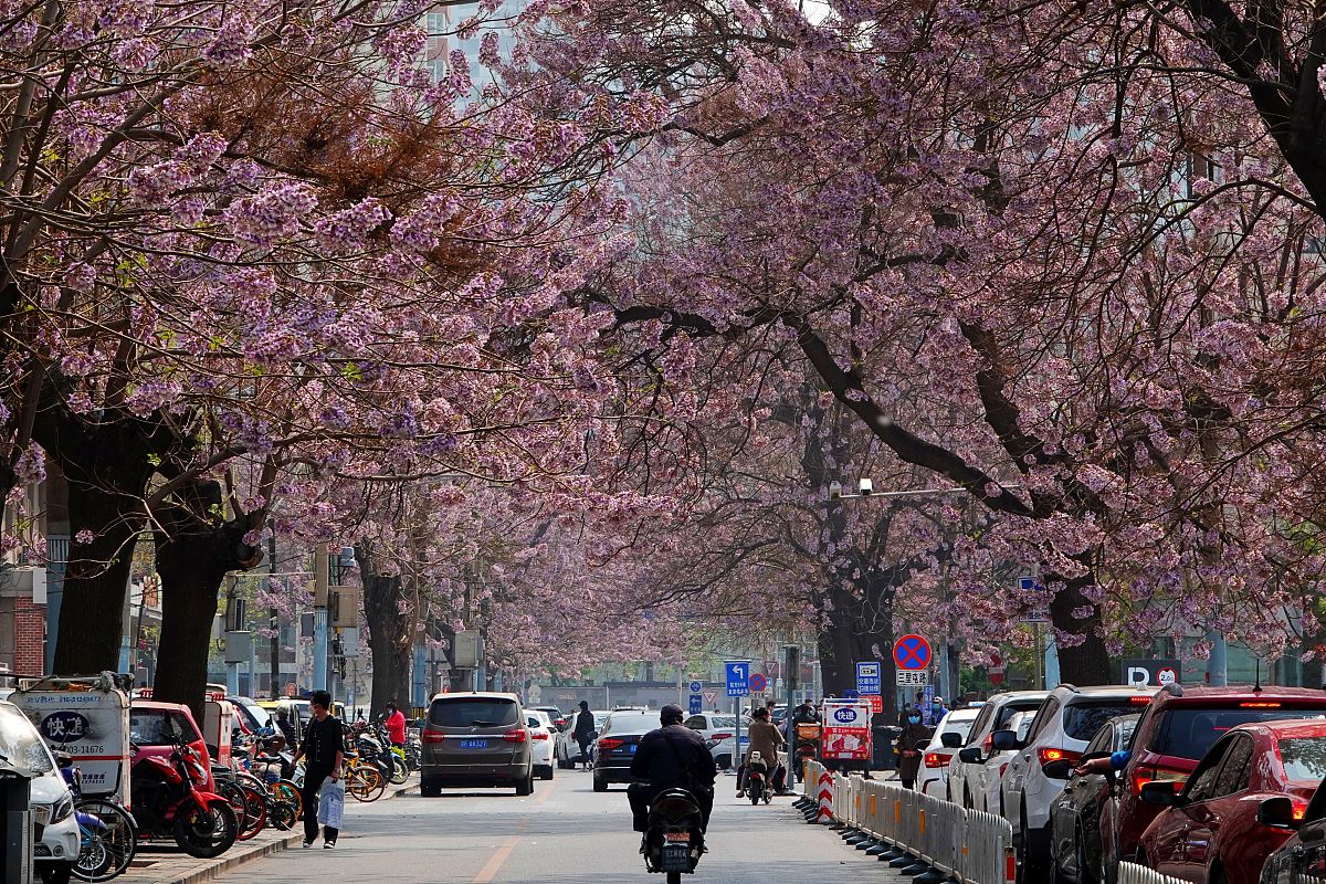 2020年4月14日,北京朝阳区南三里屯,梧桐树鲜花盛开,把街道装扮地十分