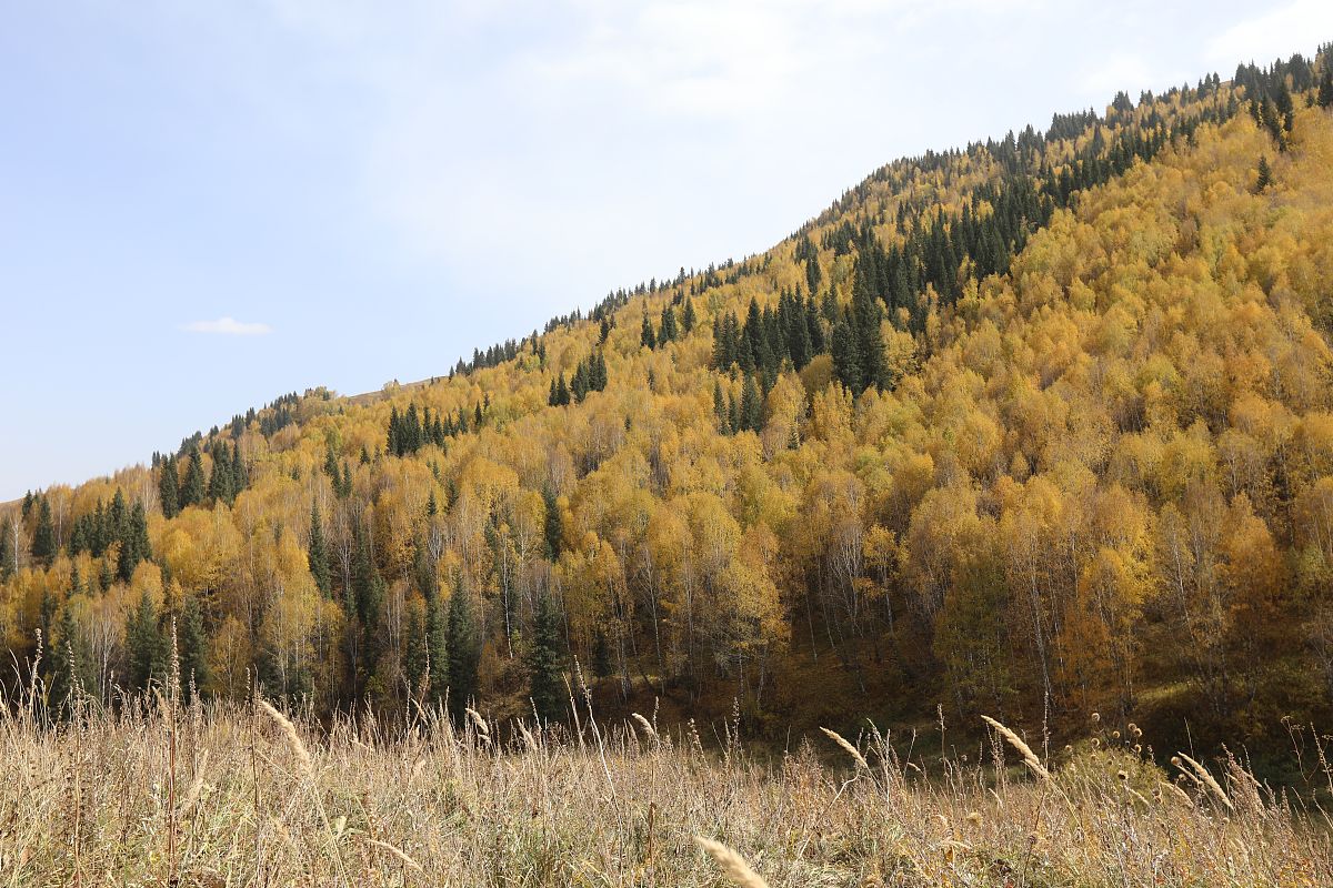 植被覆盖度分析：不足的风险及解决方案