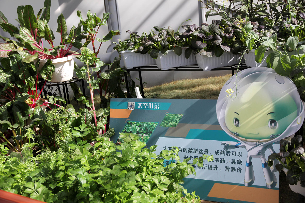 请写一篇《我和科技小院的故事》10000字