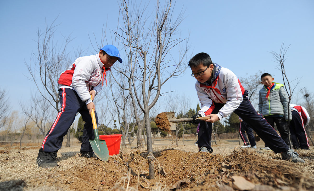 大学生暑期乡村植树项目总结报告