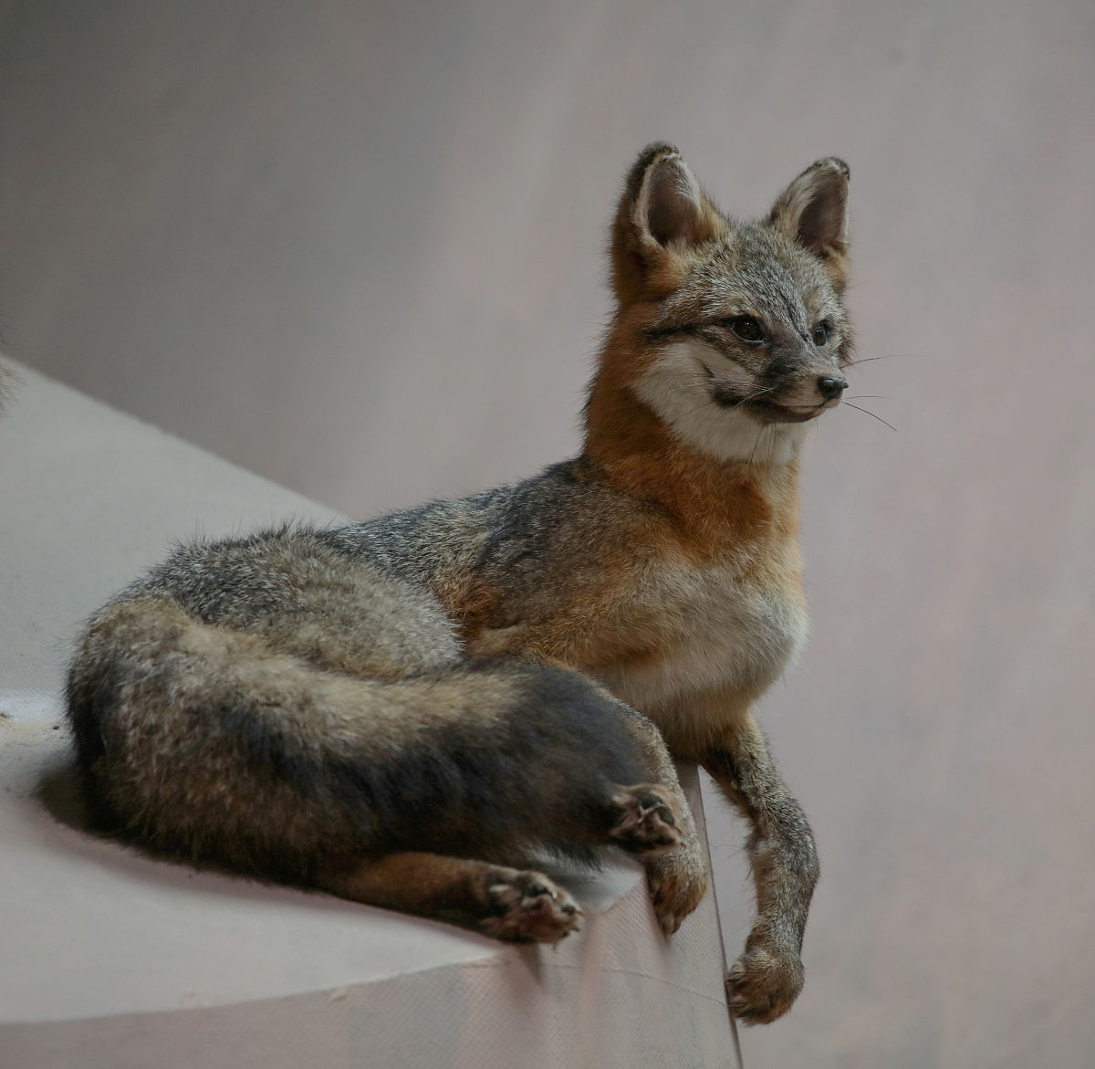 小小的生命 写一篇300字小学作文