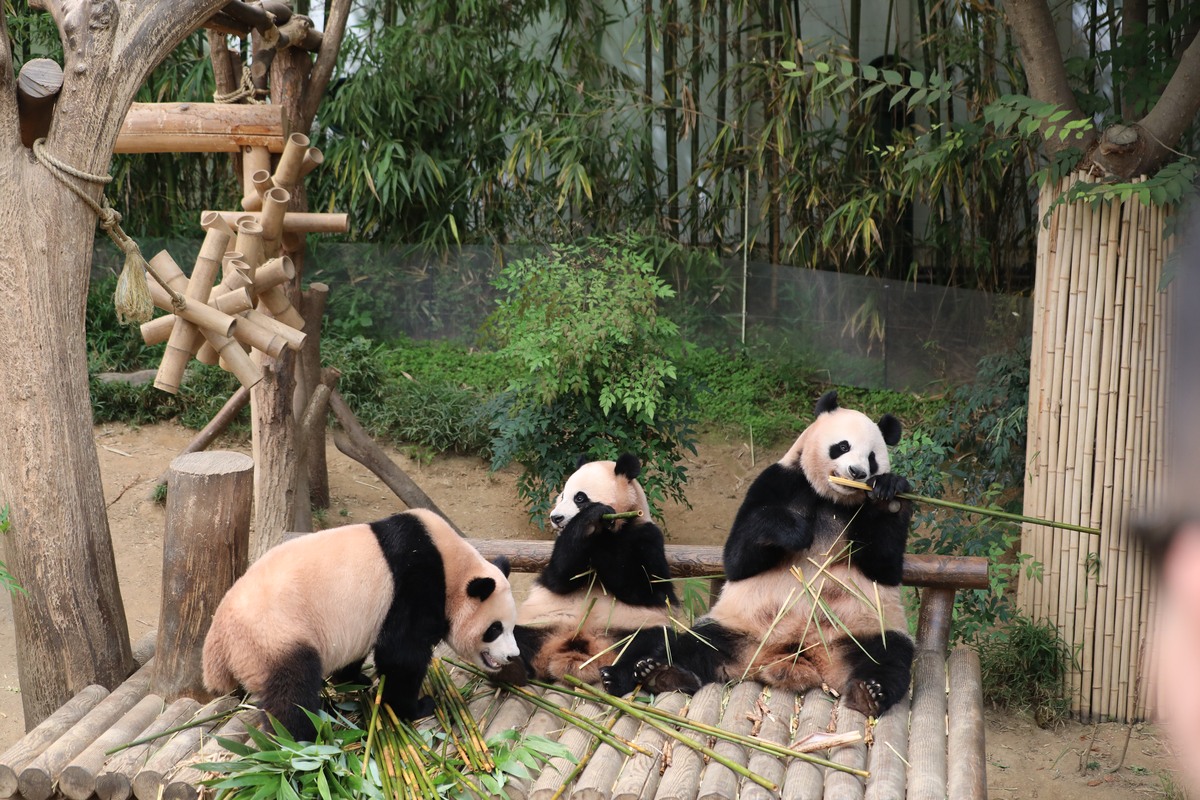 丫丫熊猫回归北京动物园，暂不对外展出