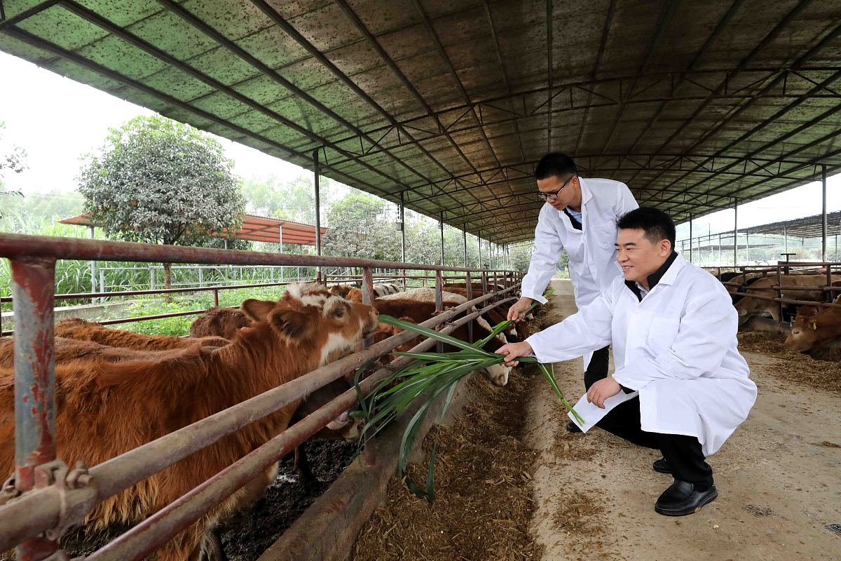 广西农业职业技术学院畜牧兽医专业怎么样？发展前景分析