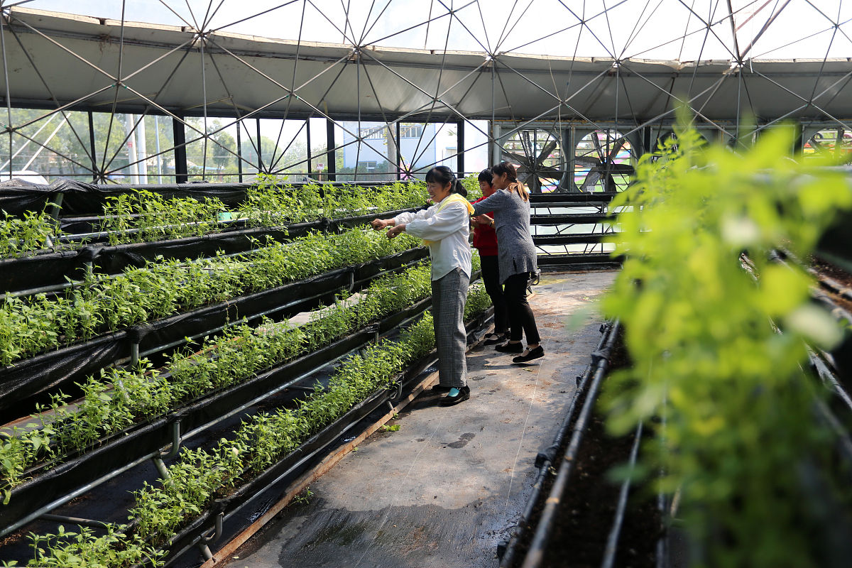 以植物工厂的现状存在问题以及发展未来为题写一篇1500字论文