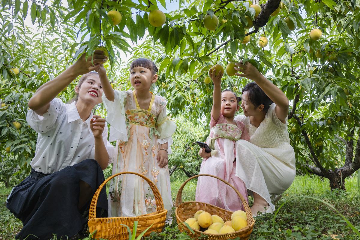 周末柚香之旅：无需模型，简单柚子摘取活动方案