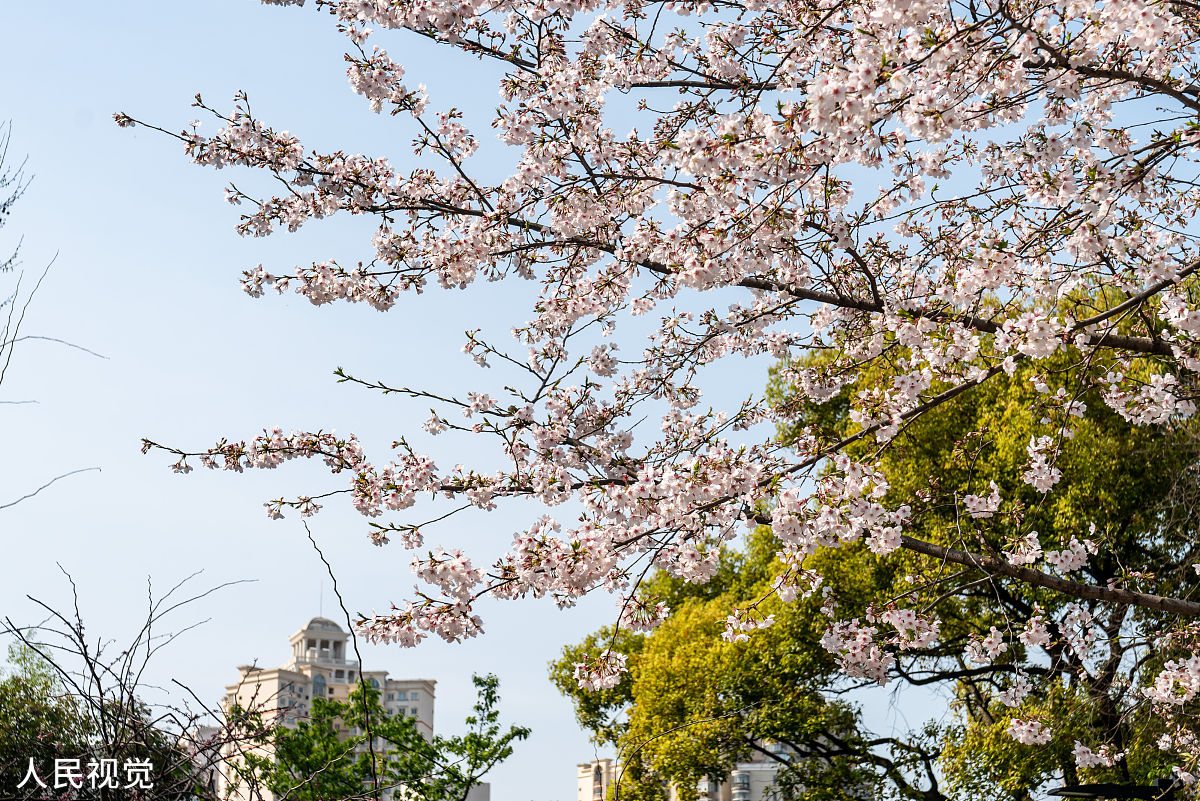 2020年3月23日,上海,有着"最美地铁口"之称的地铁8号线虹口足球场外的