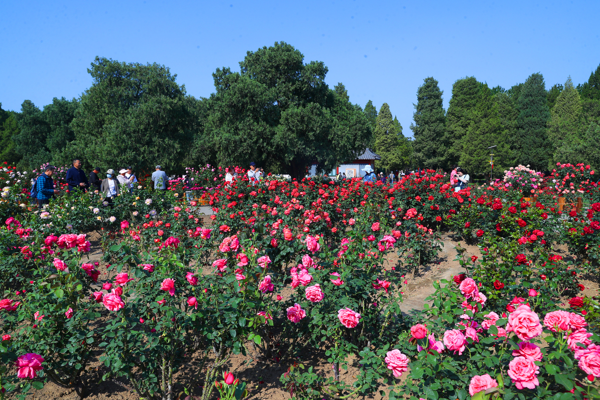 赏花之旅：沉浸在花海、花园和花市的美丽中