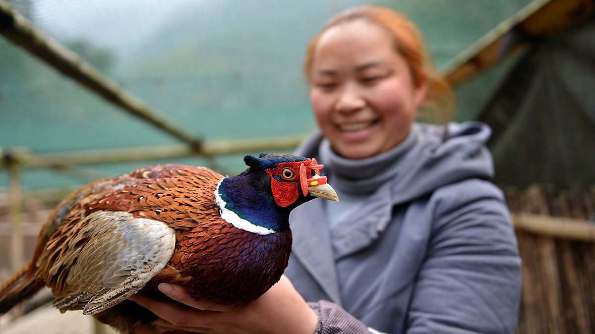 云南新兴职业学院中专部招生办联系电话 - 报名咨询电话