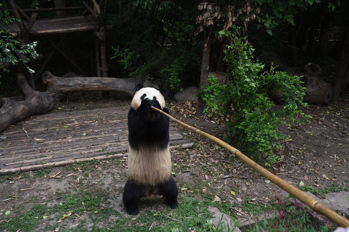 '哈哈哈哈姐姐'是什么意思？ - 解释和说明