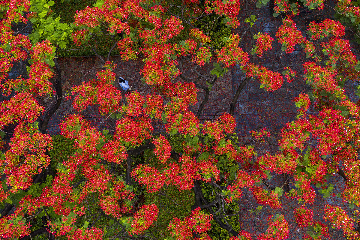 东苕溪畔凤凰红 写一篇300字小学作文