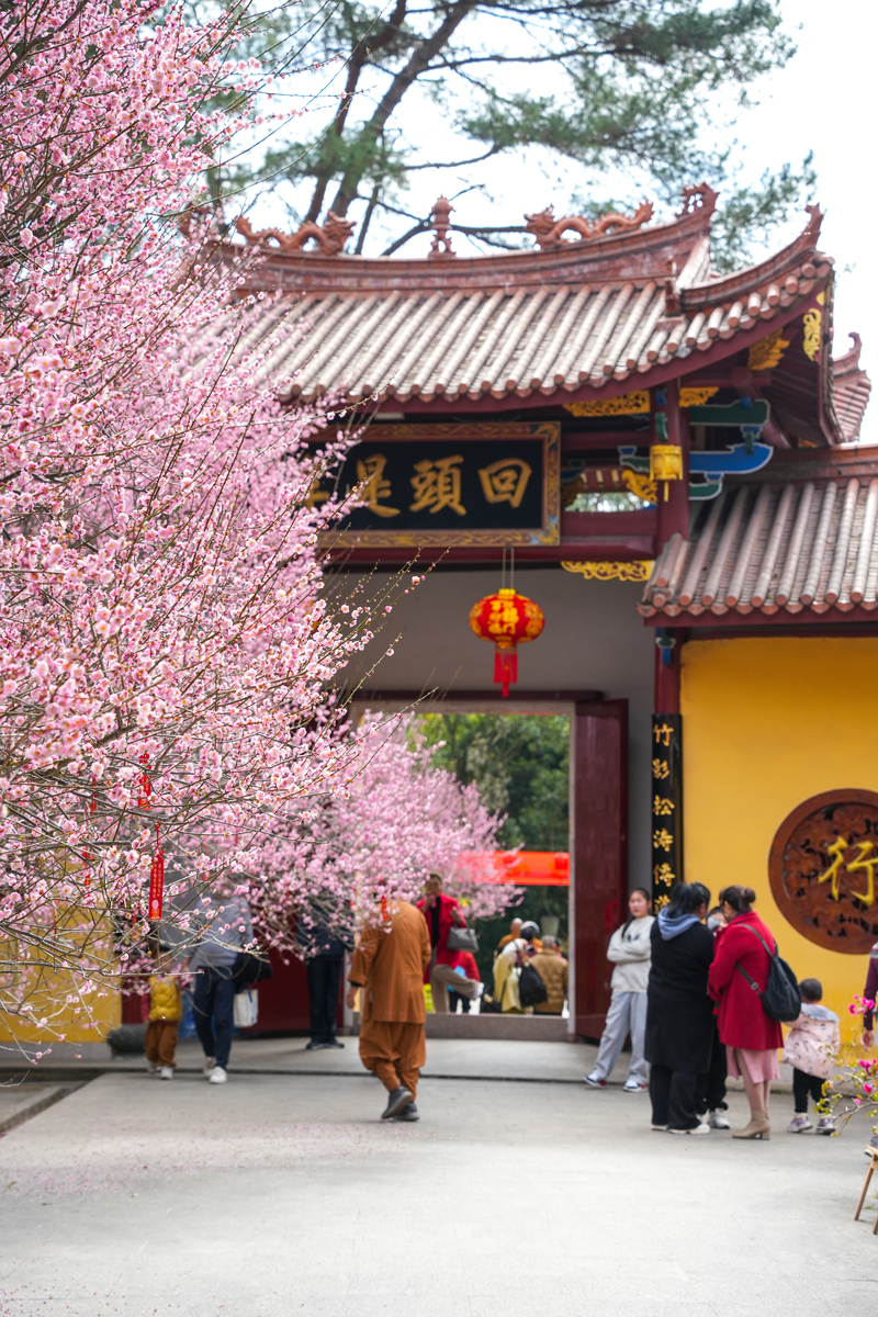 2025年1月31日,福建龙岩,春节假期,净慈寺中红梅盛开,