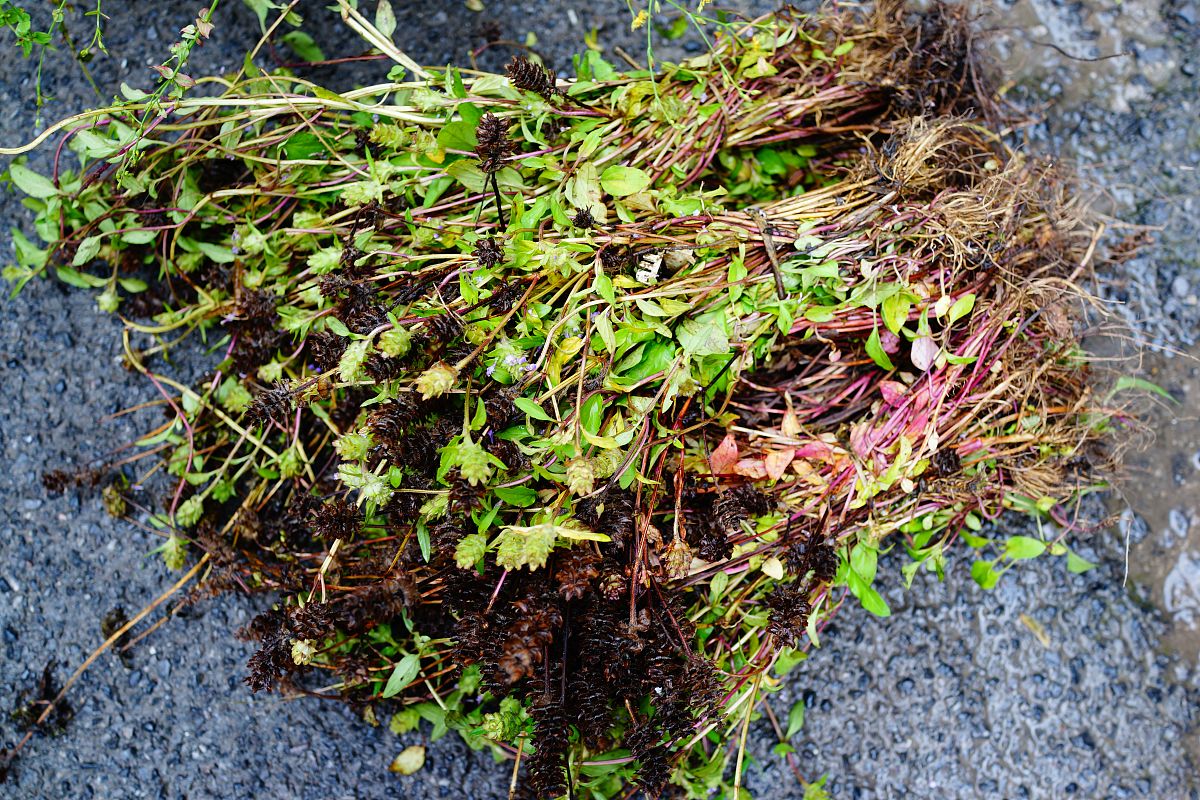 拉拉秧煮水泡脚副作用