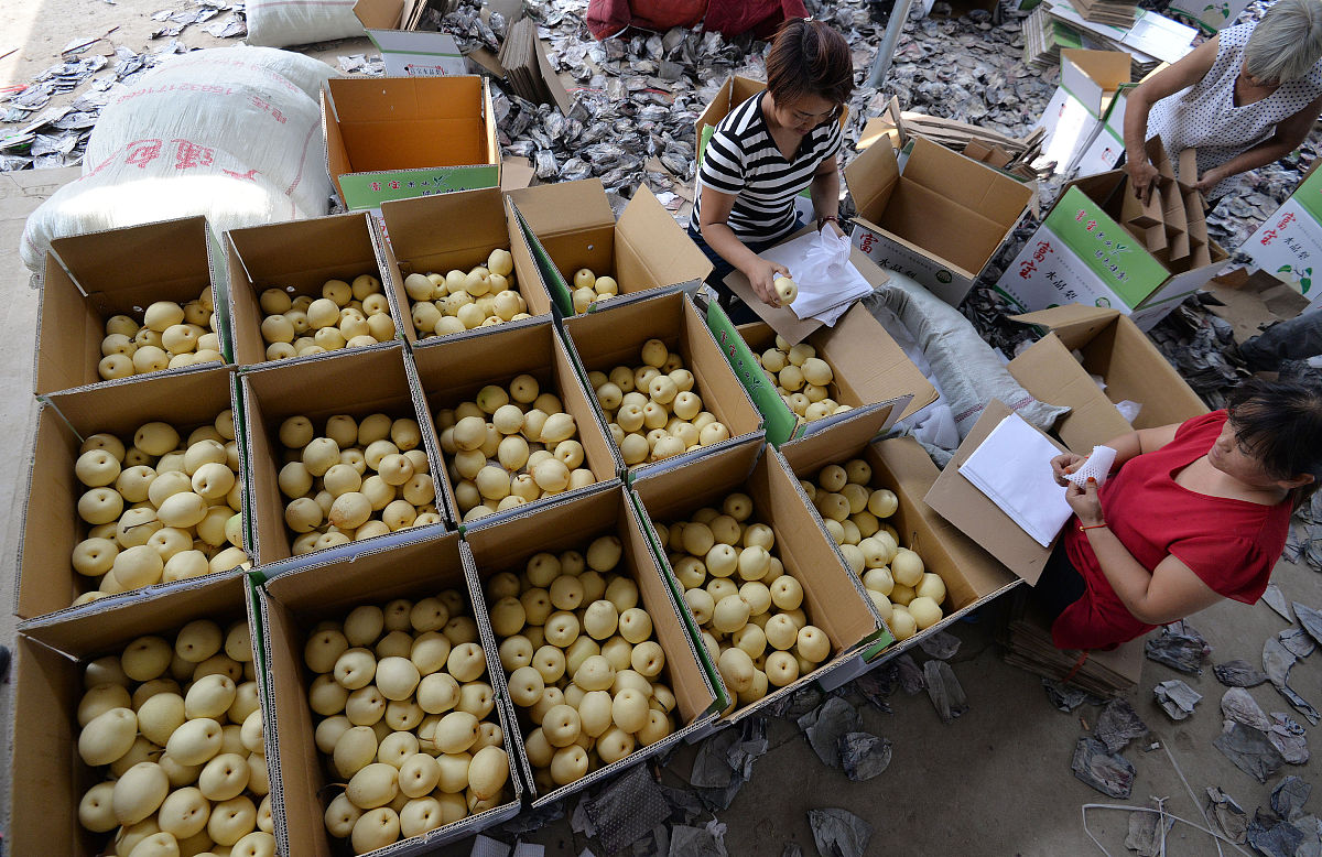 2009 灌阳雪梨 果品 AGI00166 年产值