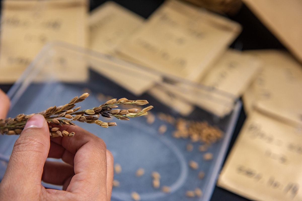 水稻氮素利用效率关键基因解析：影响产量和品质的基因