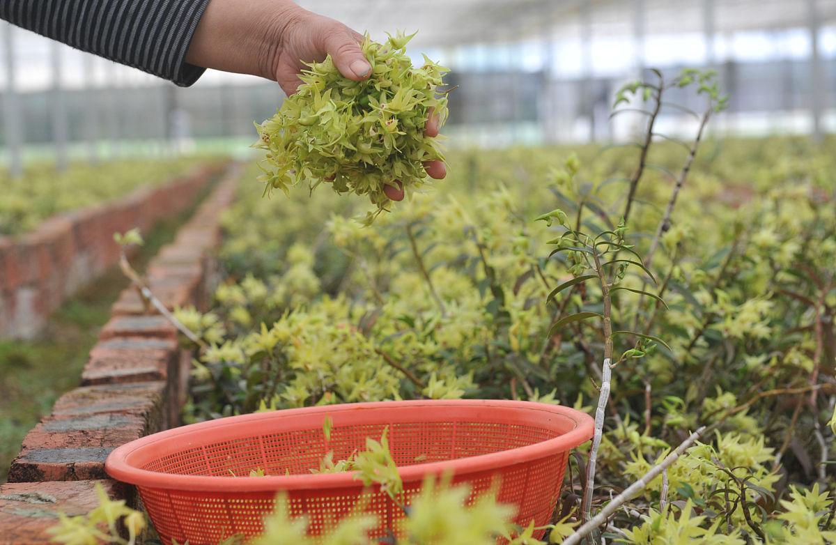 2018年6月5日,在浙江省杭州市一铁皮石斛种植基地里,工人们在采摘石斛