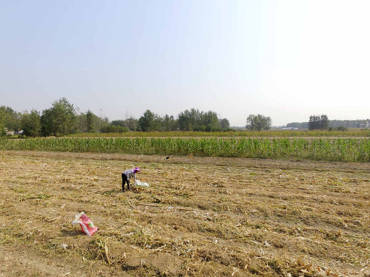 2023年秋季降水量预测：东北、华中南部等地降水偏多，适合秋收秋种