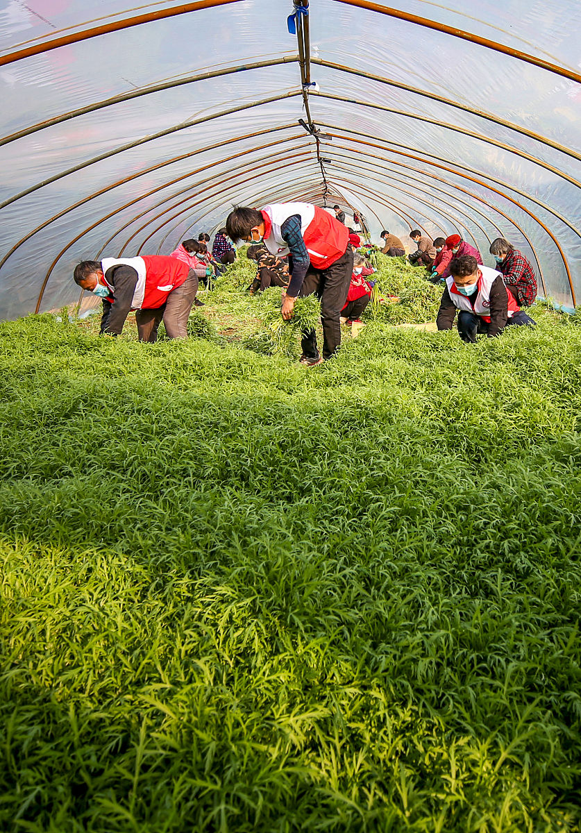 毕节同心农工中等职业技术学校中草药种植专业2022年招生