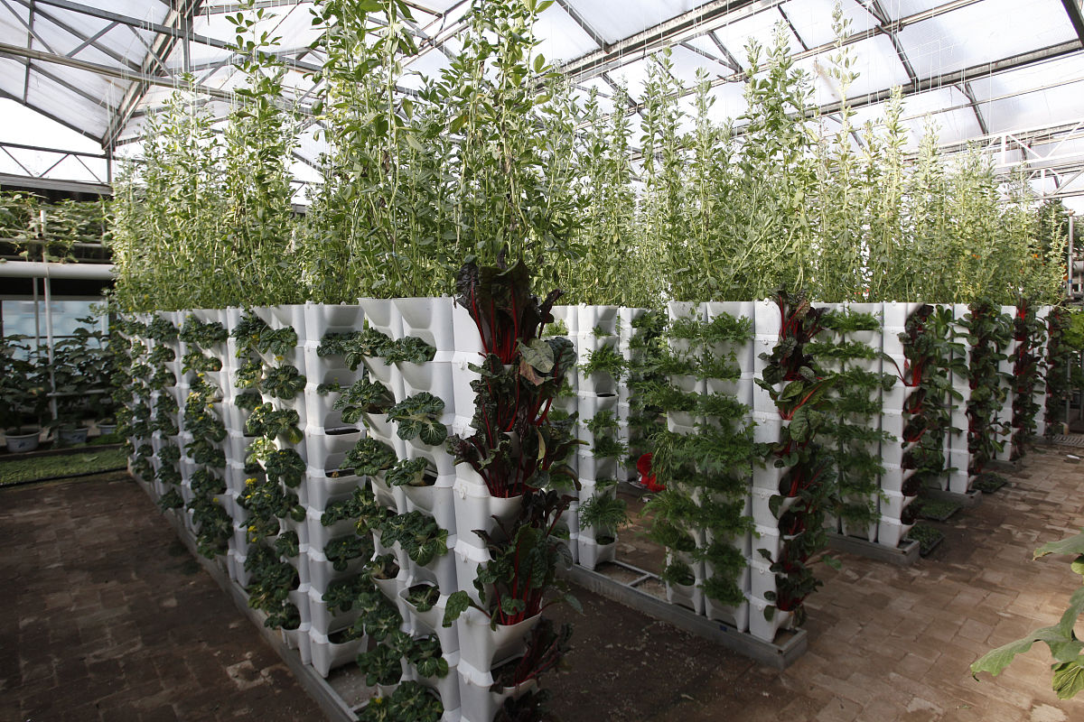 温室蔬菜悬吊栽培模式：4种常见方法解析