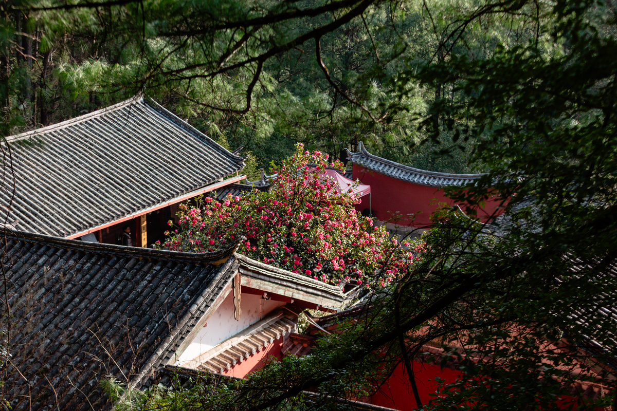 2026年3月9日,云南丽江,玉峰寺内山茶花盛开.丽江玉峰