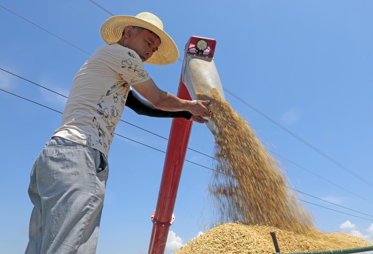 手工打谷子:古老粮食传统,见证农业智慧传承 手工打谷子:古老粮食传统,见证农业智慧传承