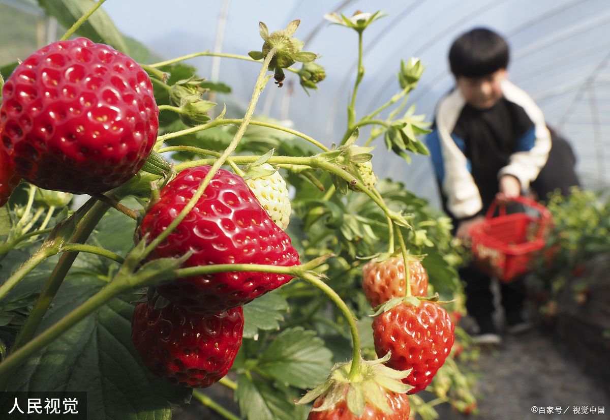 草莓生长期怎么追肥，施好这5次肥，结出的果实又大又甜_植株_钾肥_水溶液