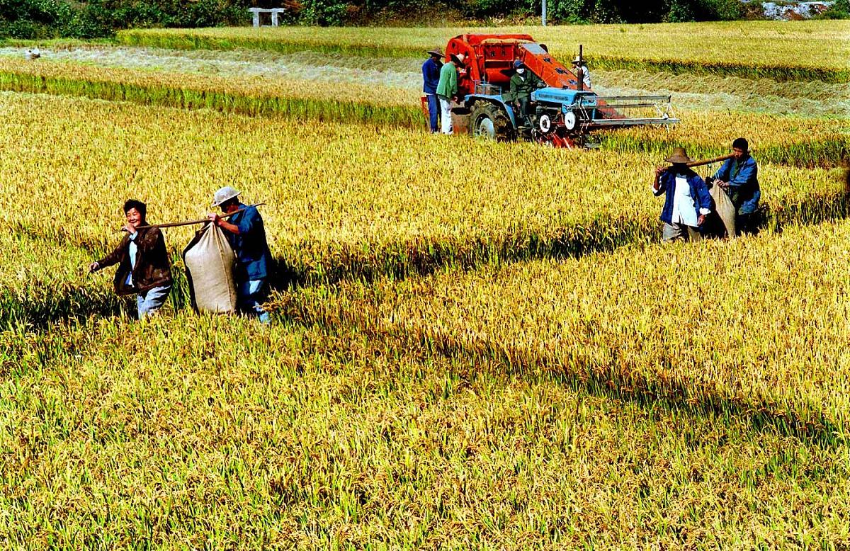 割谷子：步骤详解及注意事项