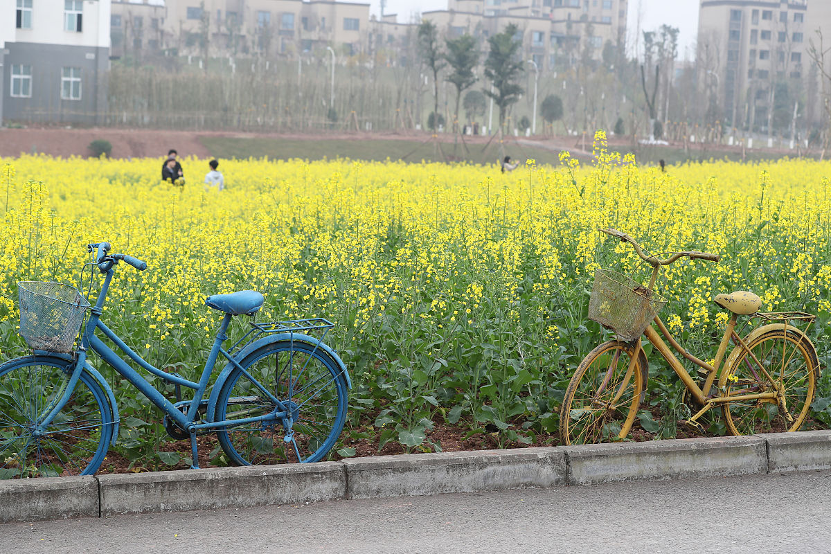 重庆电信职业学院软件技术专业怎么样？发展前景及课程设置解析