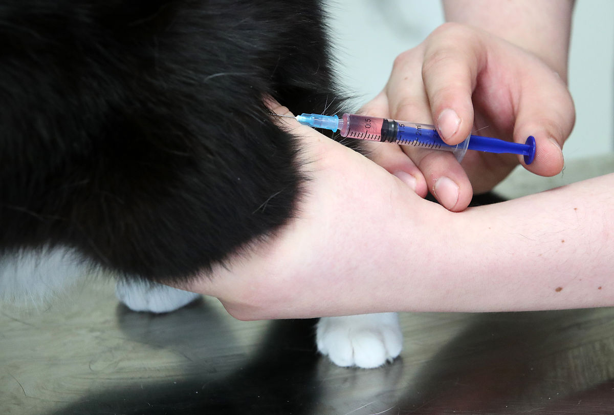 猫鼻气管炎病毒 (FHV) 分离、纯化及致病性研究