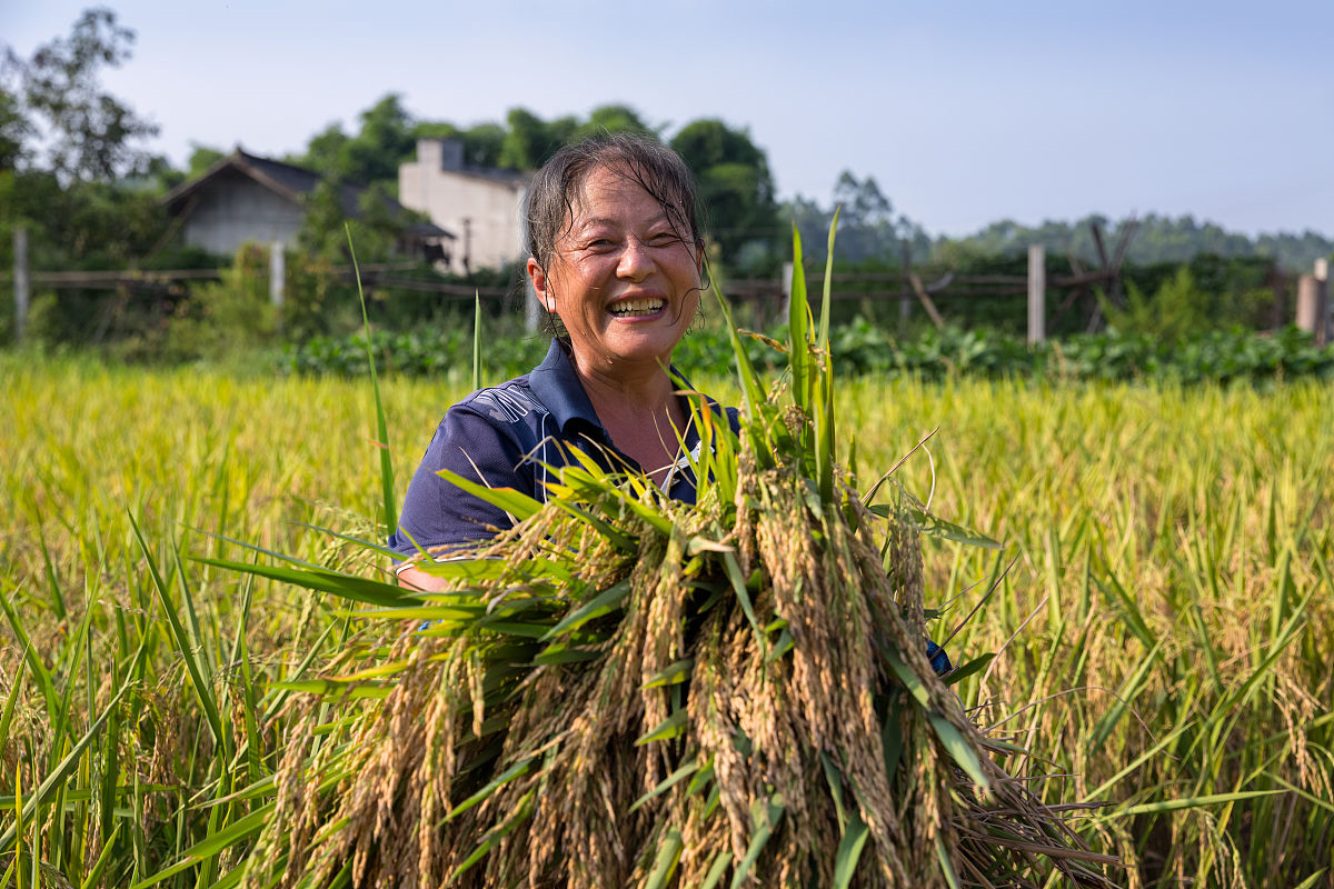 割谷子：高效、经验丰富、专业技能的体现