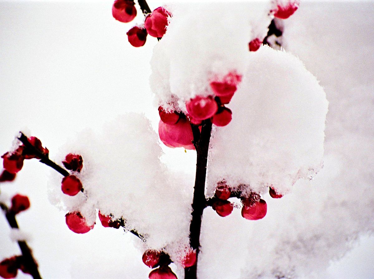 梅花诗：傲雪凌霜，独领风骚