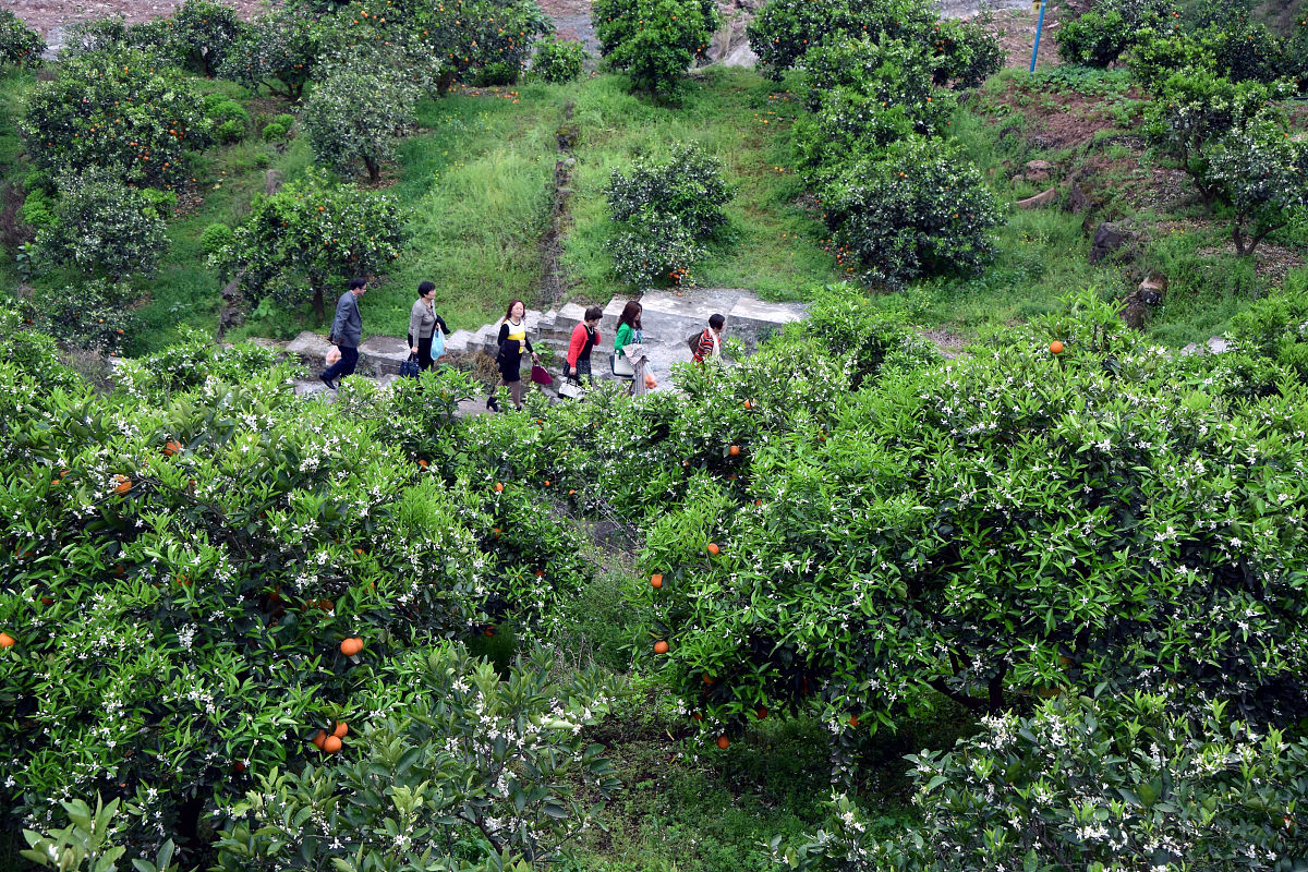 帮我降重下面这段文字查重率要低于10逻辑通顺：截止2021年12月岑巩县文旦柚种植面积达32万亩挂果面积达18万亩可采收200万公斤以上柚子