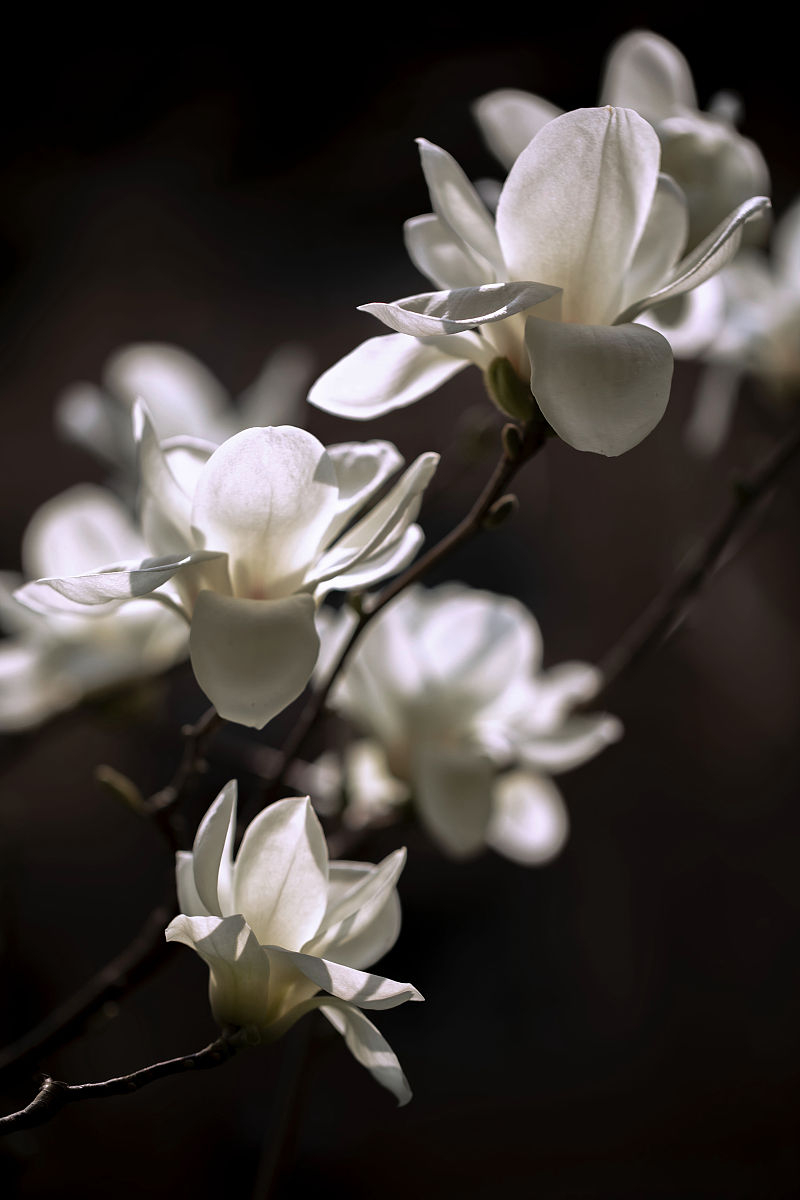 2022年3月11日,西安未央区,玉兰花开.(如需下载 请署名 曾文平/视觉中