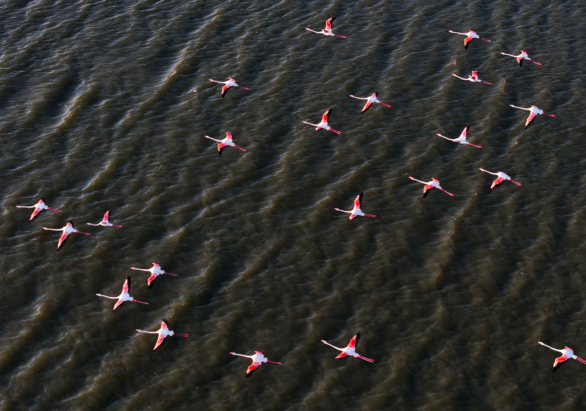 飞机与鸟儿有何相似之处