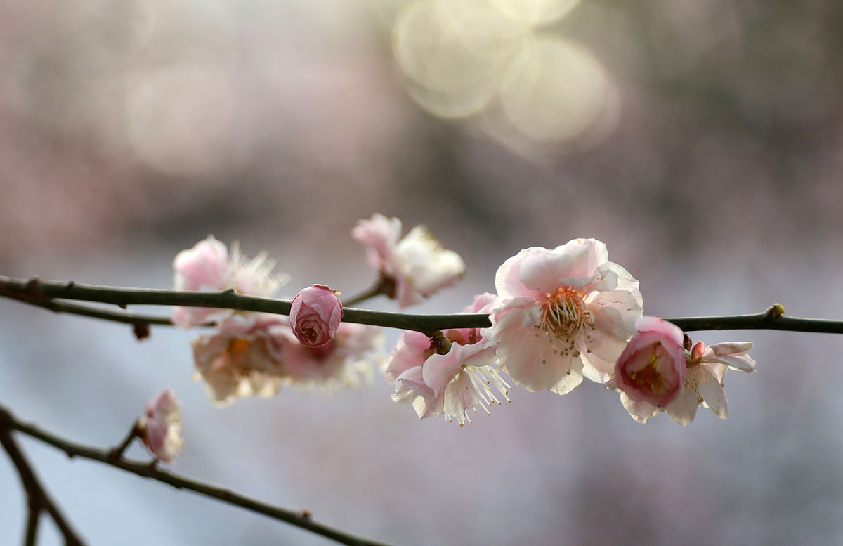 2021年3月22日,北京,北京大观园梅花绽放枝头,迎来最佳观赏季,一股股
