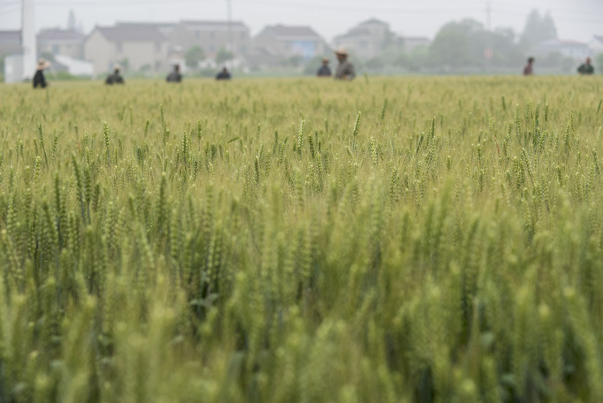 帮我润色：小麦作为典型的高耗水作物其生长发育与产量形成对干旱胁迫十分敏感特别是在北部冬麦区干旱胁迫事件频繁发生已对我国冬小麦产量的提升带来巨大隐患。