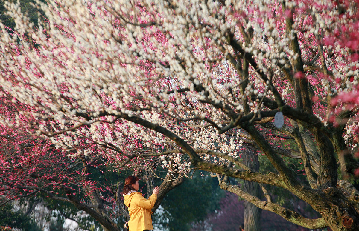 有什么可以帮你的吗某某开发区杏花摄影节活动策划案一、活动背景： 当前摄影已成为现代人最为普遍、最为生活化的美学追求方式之一。为深入推进打造文化、宜居、现代化开发区落实区委、区政府文化惠民、文化强区、文化富民工作思路在加强开发区文化旅游产业发展的同时也为广大摄影爱好者提供了一个良好的交流与展示平台。于是某某开发区决定举办杏花摄影节活动为广大摄影爱好者搭建一个全新的平台。二、活动主题： 花韵某某观赏杏