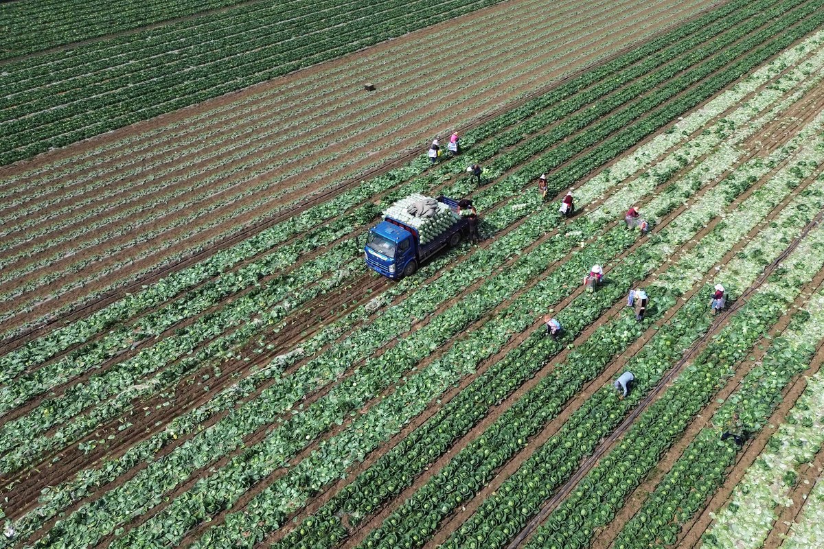 河北北方农村一村一品计划:促进农业发展,改善农民生活 河北北方农村一村一品计划:促进农业发展,改善农民生活