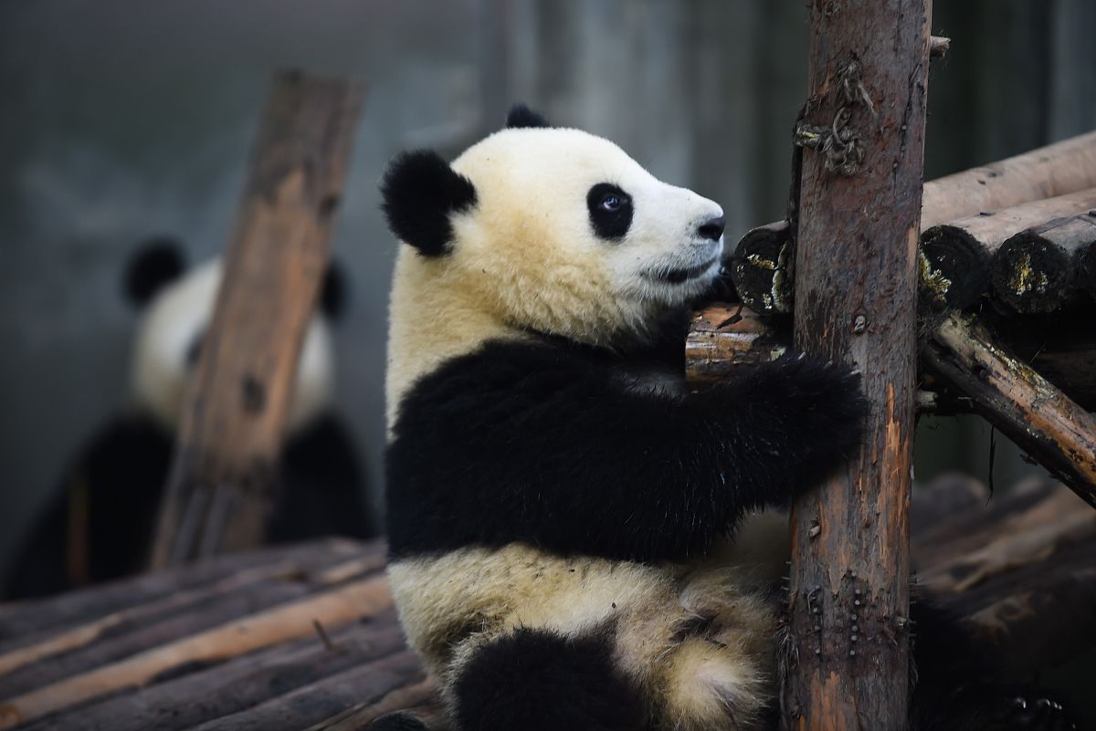 以太阳神鸟为题介绍成都翻译为英语