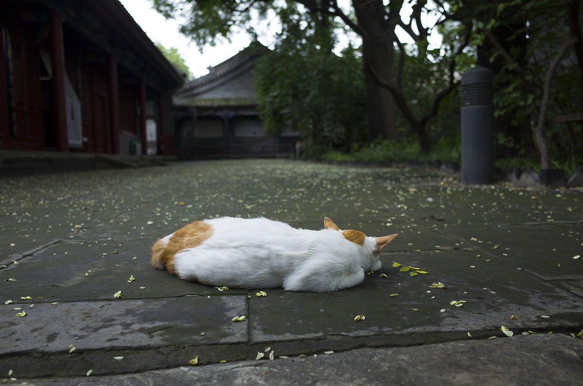2018年7月22日,北京法源寺收养的流浪猫.