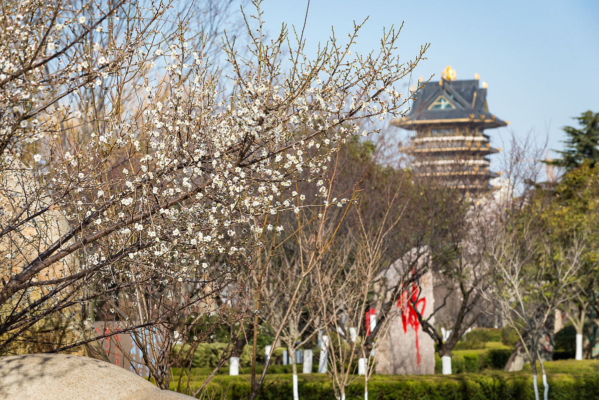 2022年3月6日,山东临沂,书法广场梅花飘香.