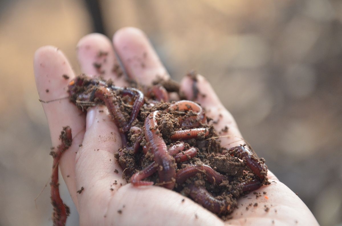 小心恶毒的蛆虫：关于...你需要知道的事情