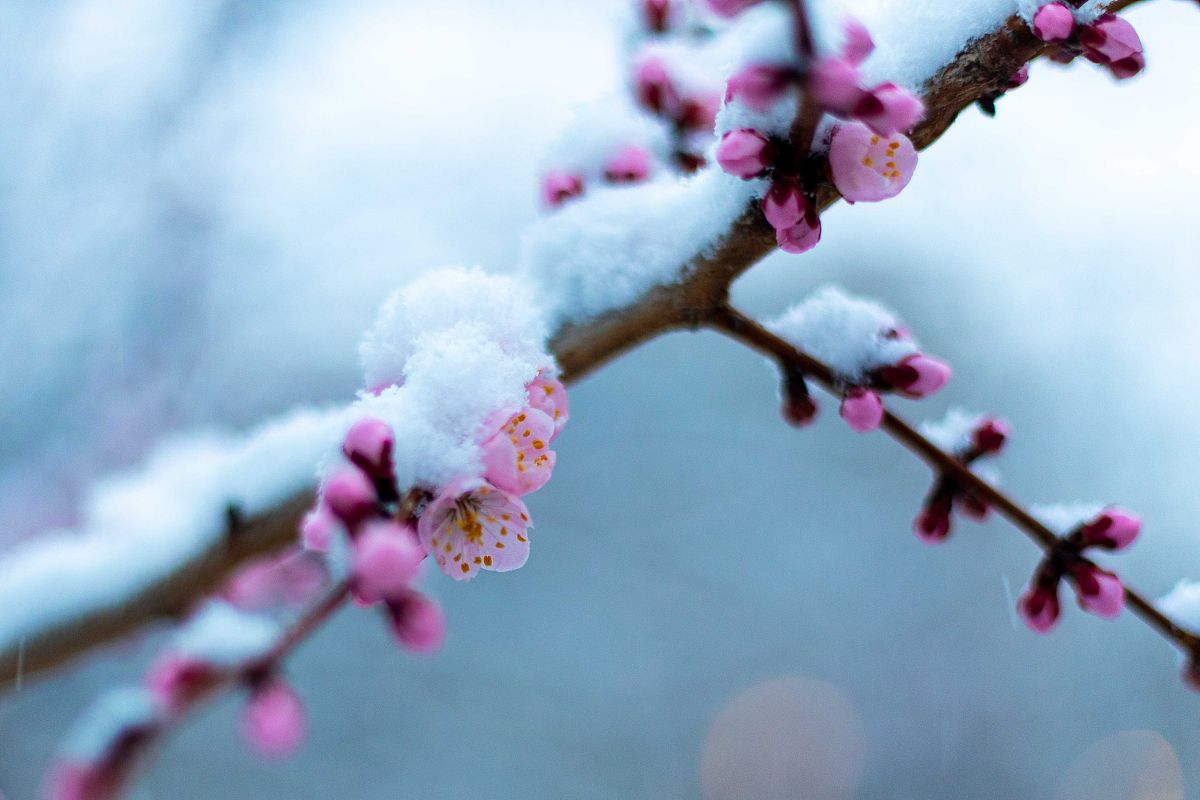 2020年4月21日,吉林长春,飘起了雪花,路边娇嫩的桃花被大雪覆盖,给人