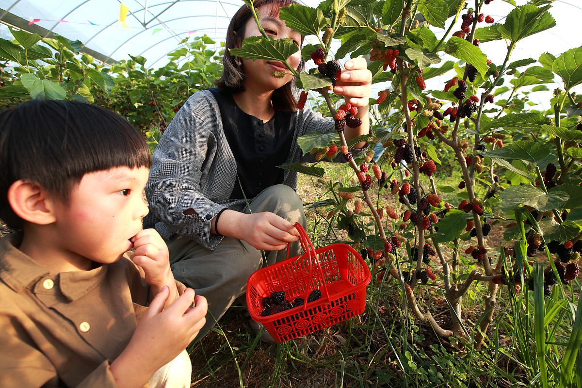 长沙哪里可以摘桑葚？周边采摘攻略！