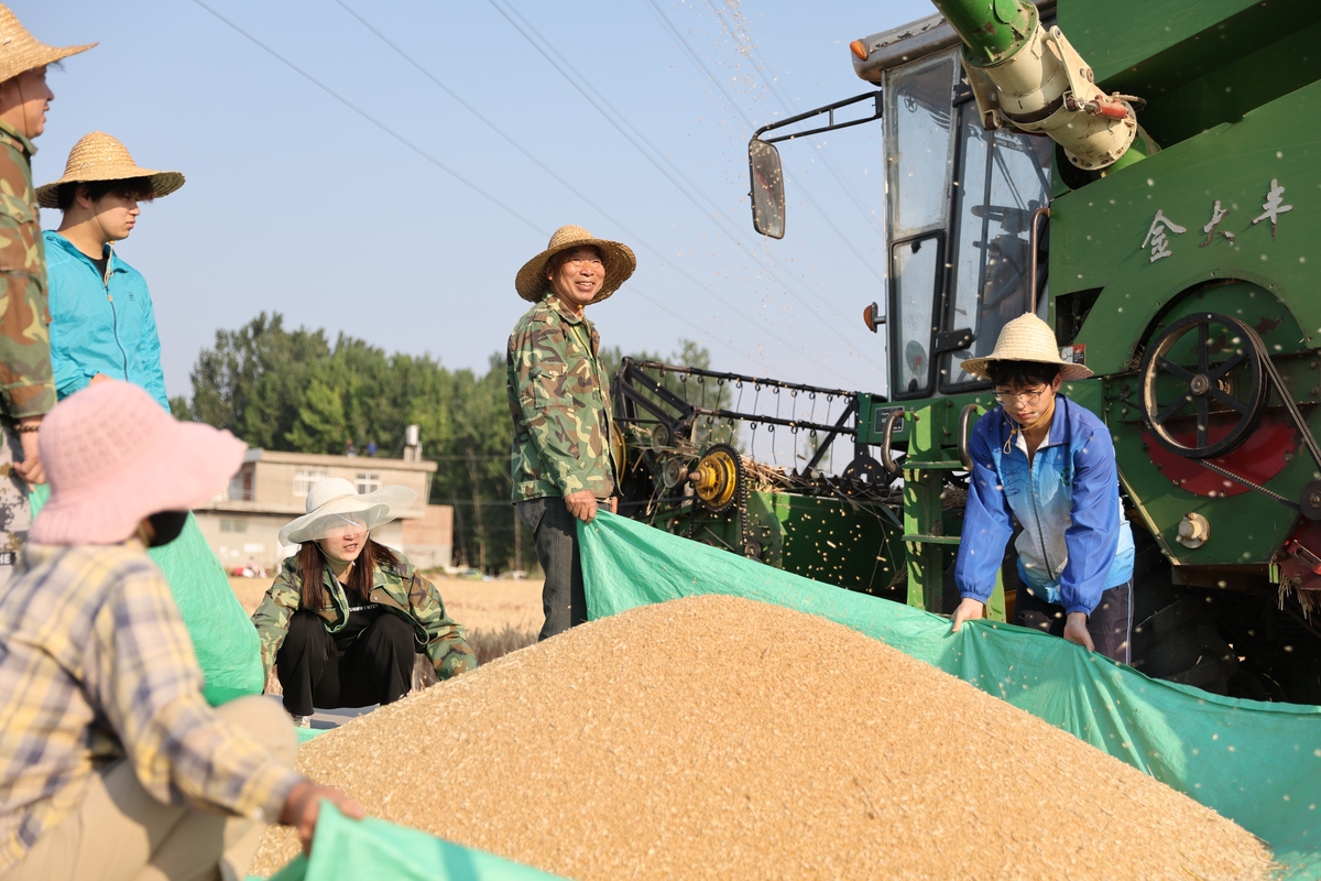 割谷子步骤简述：从收割到脱粒