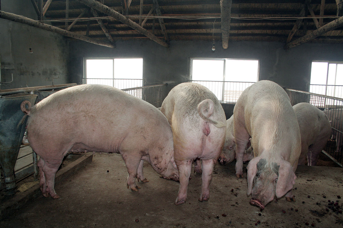 延安市A猪场对生猪传染性肠胃炎发病生猪的防治效果一般请总结延安市A猪场对生猪传染性肠胃炎发病生猪的防治中存在重视治忽视了防问题不少于500字。