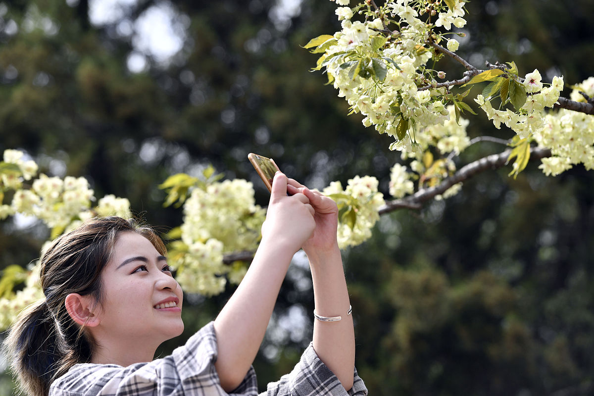 2018年3月30日,安徽合肥,游客正在中国科学技术大学樱花大道上欣赏樱