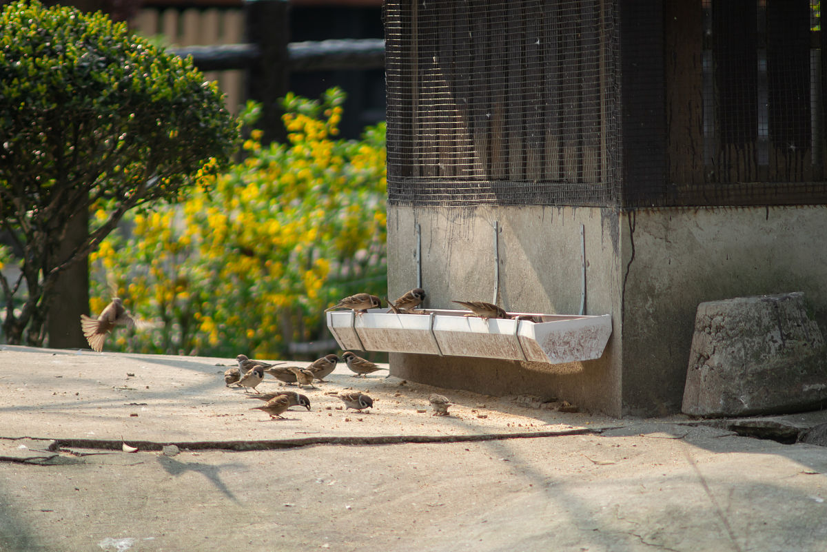 老屋爷爷奶奶去世了我吹泡泡桃树怀念老屋怀念童年怀念爷爷奶奶