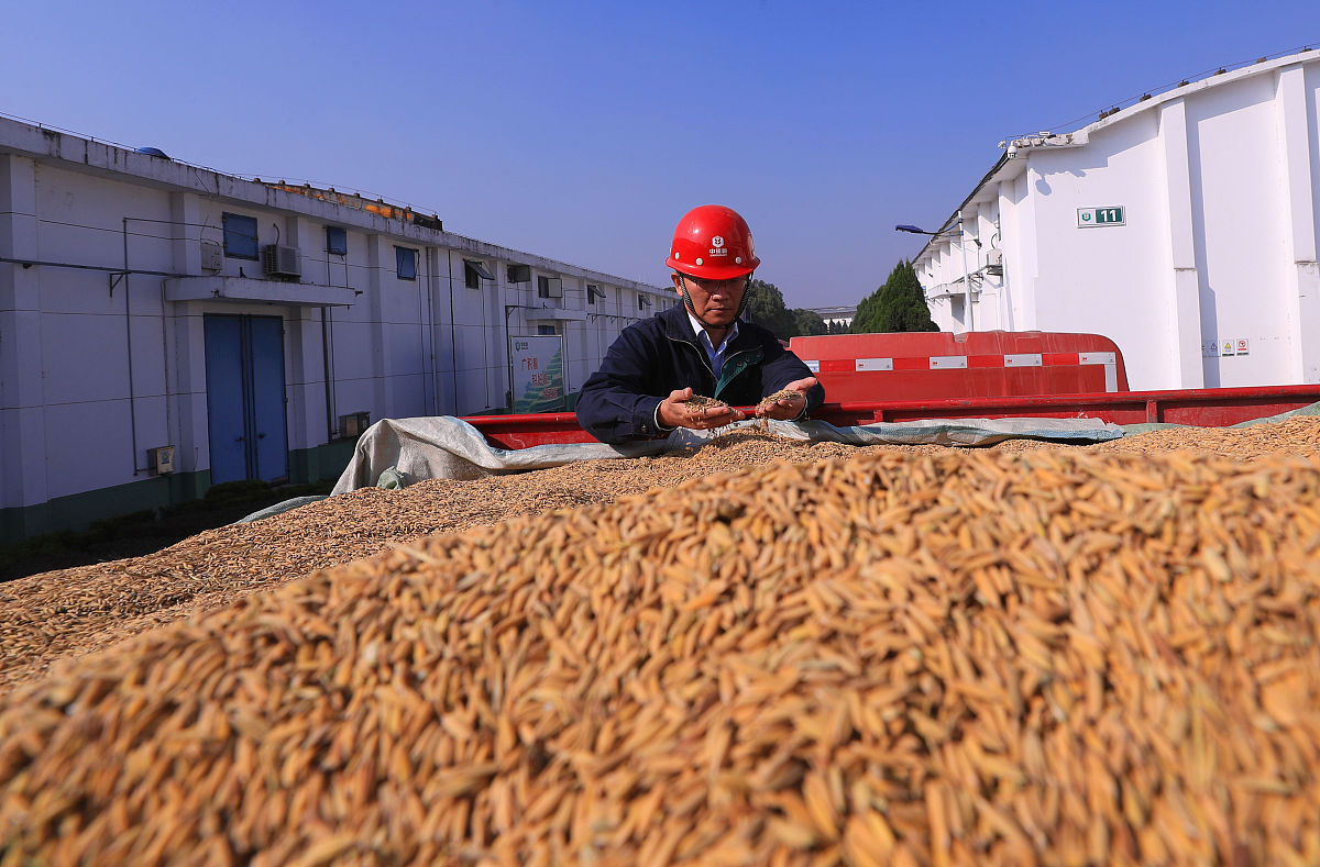 种子生产与经营专业就业前景：未来农业发展的关键