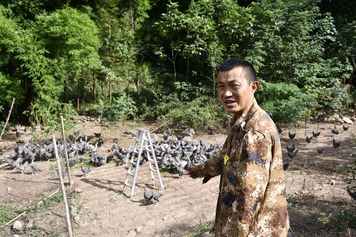 我们来建立一个假设背景农场里有一群火鸡但火鸡并不知道农场主的存在可以理解吗？农场主每隔一天都会给火鸡投食火鸡中的科学家会就此得出什么结论