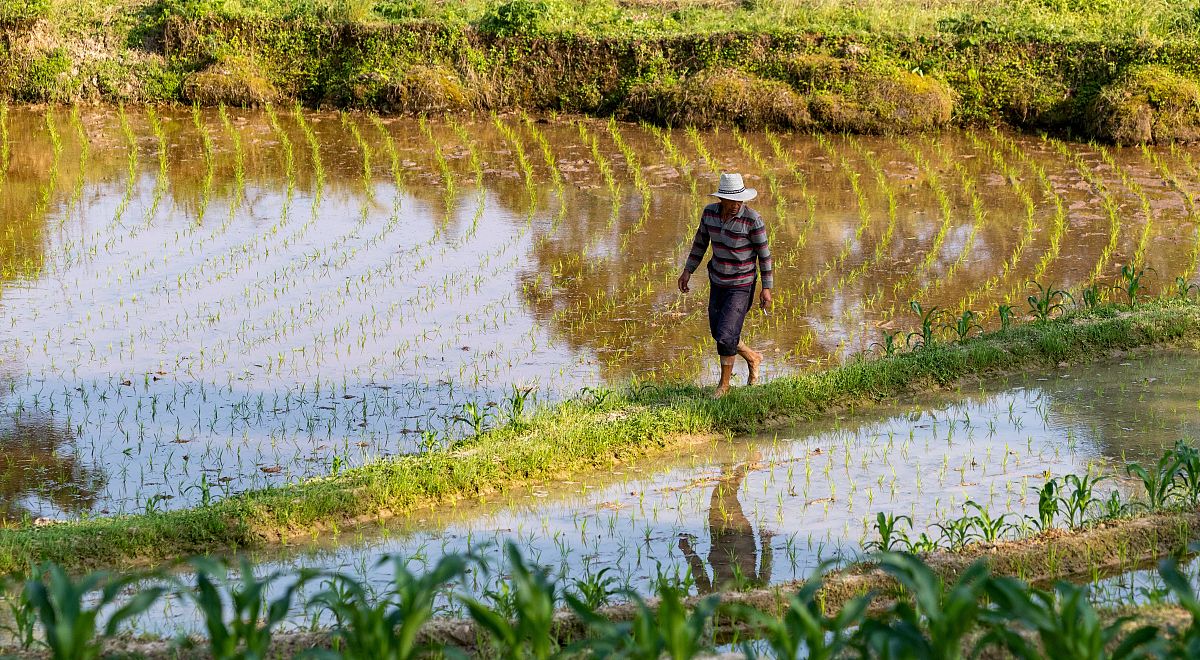 水稻中利用QTL定位到的和分蘖相关的基因